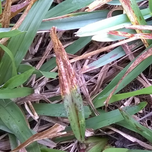 Cersospora Leaf Fungus on St auguatine grass
