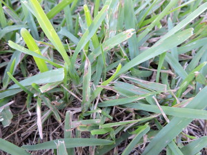 Grey Leaf Spot St Augustine Grass