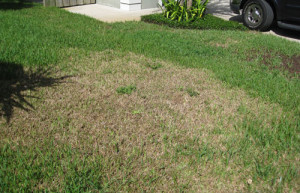 Sod webworm dead grass