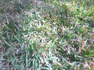 Jacksonville zoysia grass