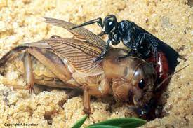 mole cricket larra wasp